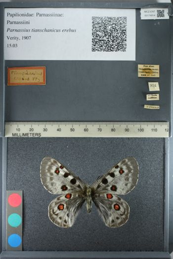 Media type: image;   Entomology 174914